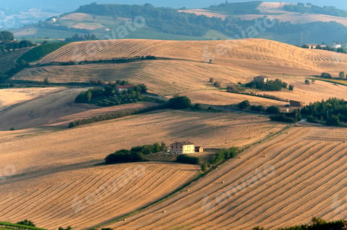 Preview: Marches (Italy) - Landscape at summer, farm