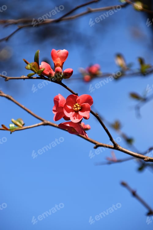 Preview: bright pink red quince blossom in front of blue sky
