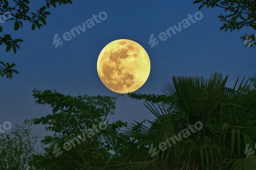 Preview: Moon over the jungle