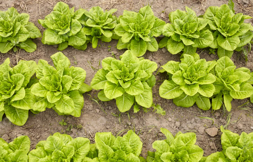 Preview: Rows of lettuce on an organic farm, selective focus.