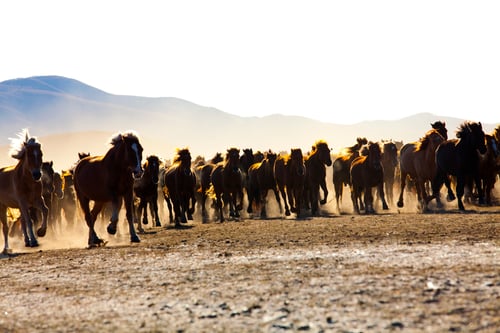 Preview: A herd of horses running in Inner Mongolia