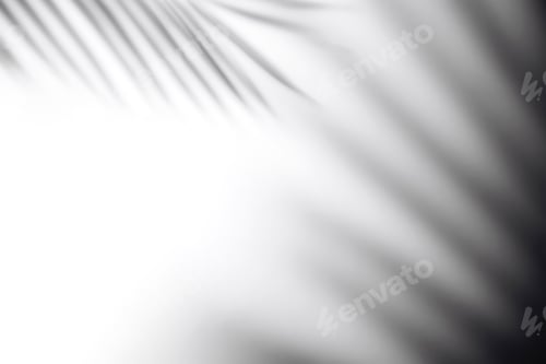Preview: The shadow of a palm leaf against a white wall.