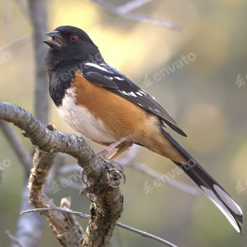 Preview: Eastern Towhee perched on a branch.