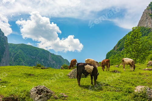Preview: Cows grazing on a green meadow in highlands