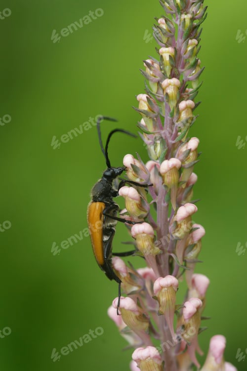 Preview: Vertical closeup of a European Corymbia fulva longhorn beetle climbing on vegetation
