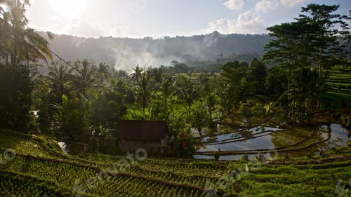 Preview: Beautiful tropical landscape of a small house in rice green field in Indonesia