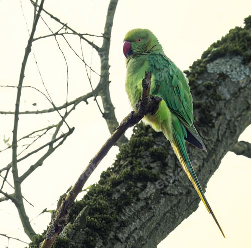 Preview: A Ring-necked parakeet on a branch