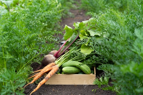 Preview: A box of vegetables from the garden, environmentally friendly. Clean products, healthy foods