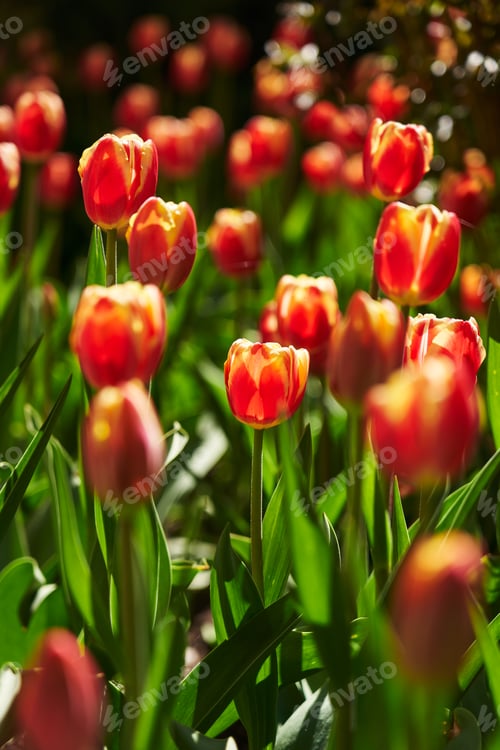 Preview: Spring background with red tulips flowers. beautiful blossom tulips field. spring time