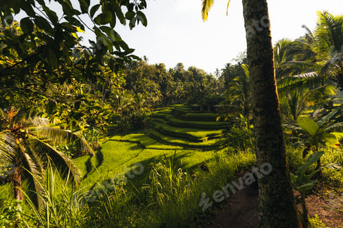 Preview: Morning view of Tegallalang Rice fields terraces in Ubud, Bali, Indonesia