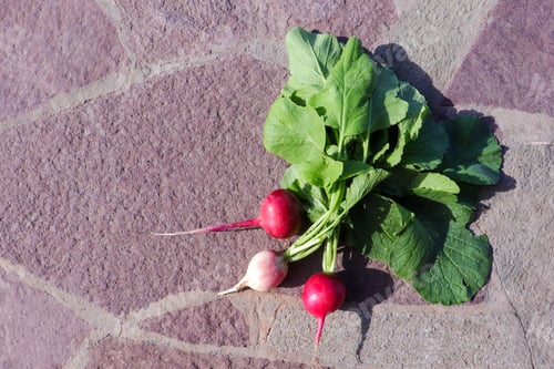 Preview: Freshly picked radish with green leaves. Growing radishes. Growing vegetables. Stone background