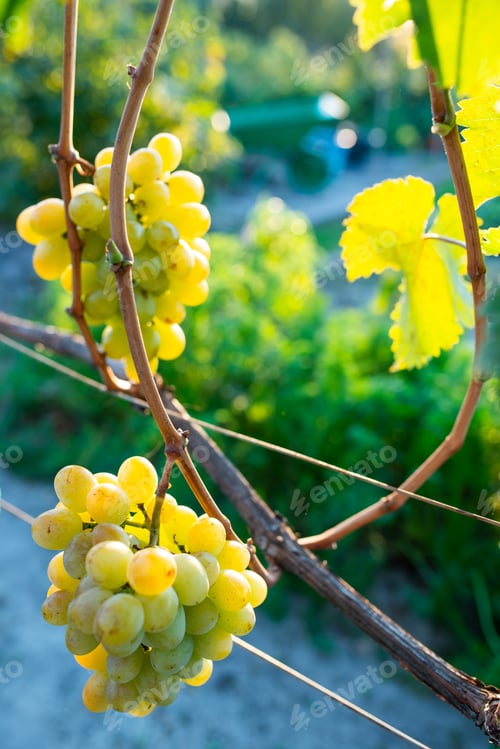 Preview: Ripe berries of green grape growing on branch in vineyard