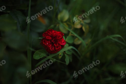 Preview: Beautiful roses in garden, roses for Valentine Day.