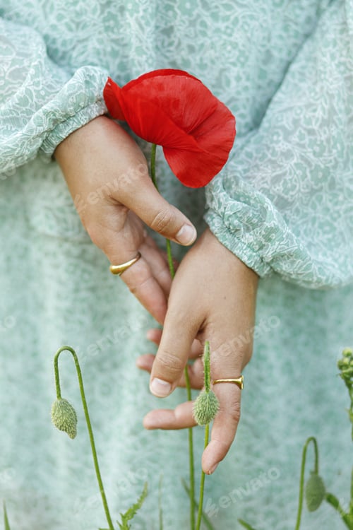 Preview: Woman hands holding poppy in evening summer field, close up