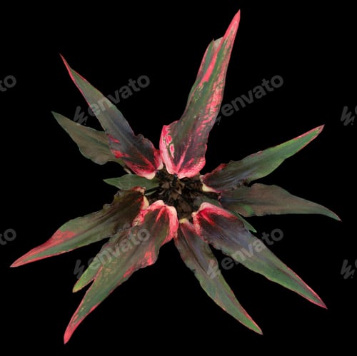 Preview: Beautiful colorful caladium on Black background isolate with clipping path. Queen