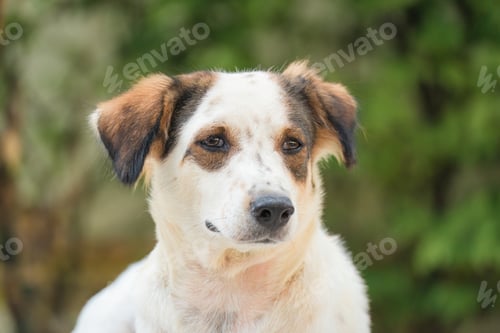Preview: Lonely white brown stray dog lying on the floor