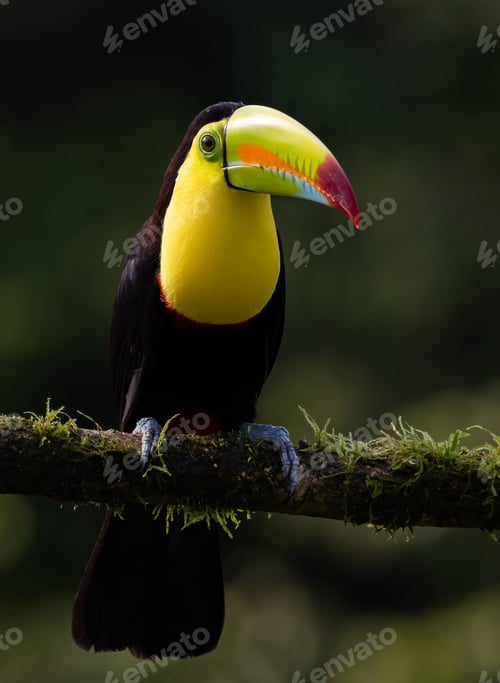 Preview: A Toucan in Costa Rica