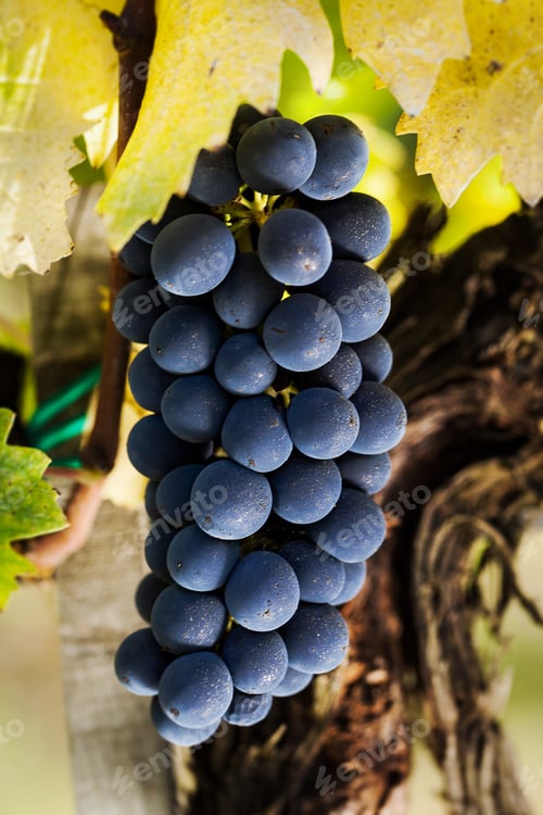 Preview: Bunch of red grapes