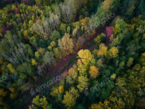 Preview: Breathtaking scenery of a vibrant, colorful forest from above, drone shot