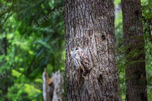 Preview: Owl