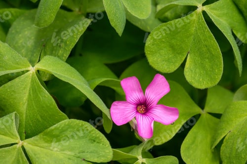Preview: Closeup shot of redwood sorrel flower