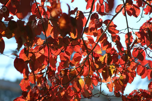 Preview: Autumn 🍂 fall season fall leaves 🍁 maple 🍁 leaves 🍁 yellow red green colors leaves 🍁 fall colors and
