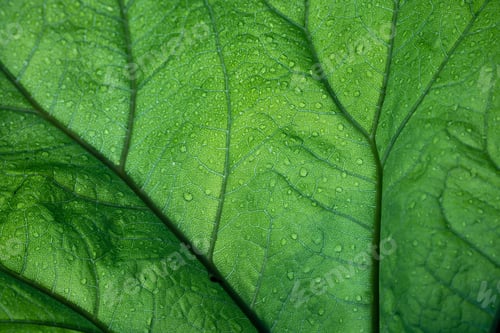 Preview: Beautiful green leaf veined in water droplets. Abstract, textured background
