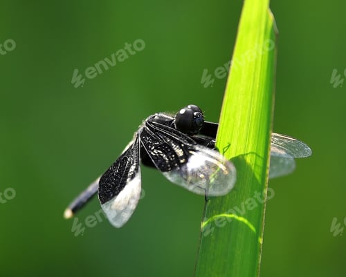 Preview: dragonfly sits on a grass on a meadow