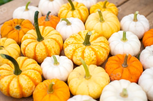 Preview: Lots of small decorative pumpkins for the background