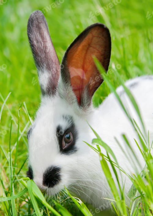 Preview: Rabbit sitting in grass, smiling at camera