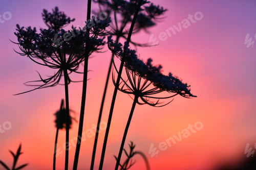 Preview: Queen Anne's Lace wildflowers silhouetted against a vibrant summer sunset