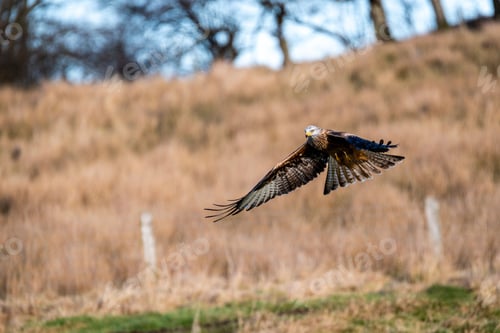 Preview: Majestic hawk soaring with its wings wide opened with a field in the background