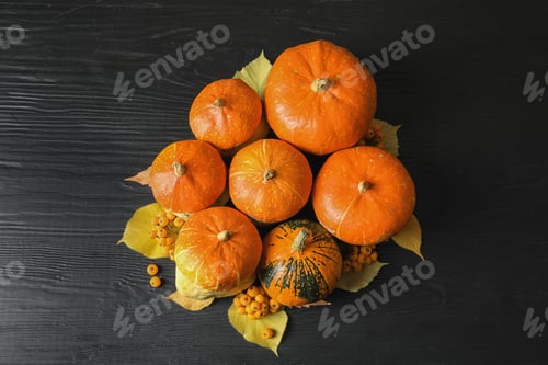 Preview: Orange pumpkins on dark background. Autumn holidays