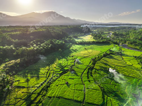 Preview: Beautiful morning view indonesia panorama landscape paddy fields