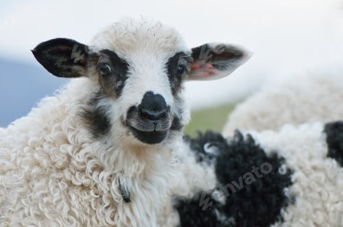Preview: Young sheep