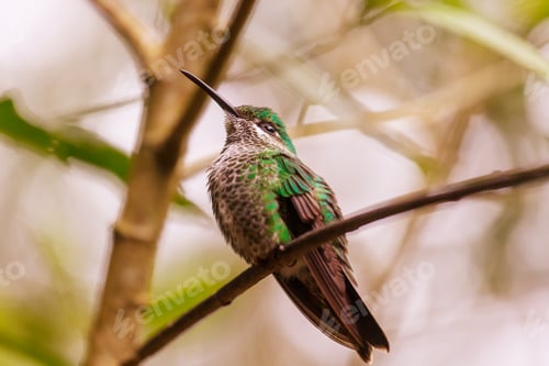 Preview: Kolibri