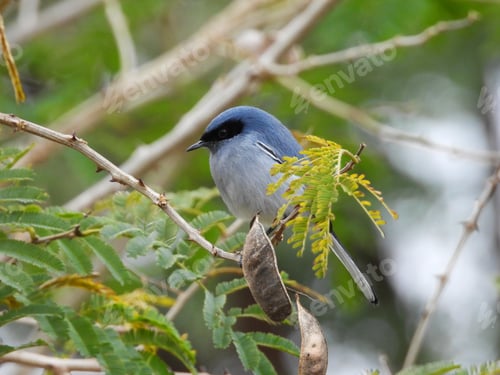 Preview: Blue-Gray Gnatcatcher Perched on Branch with Greenery