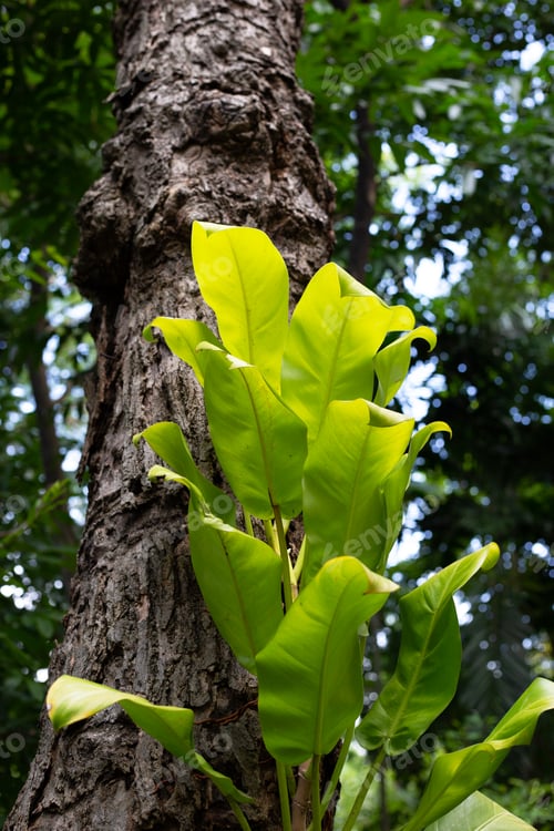 Preview: Yellow green leaves of philodendron golden goddess plant