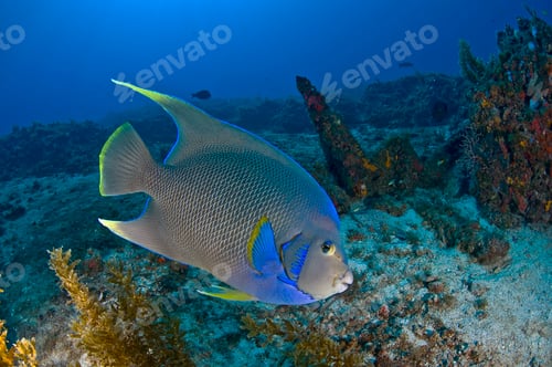 Preview: Underwater side view of queen angelfish, Cabo Catoche, Quintana Roo, Mexico