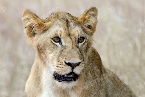 Preview: Close lion in National park of Kenya