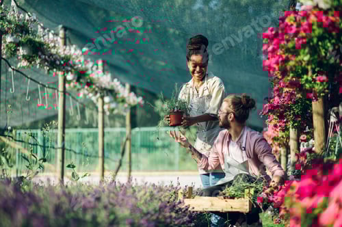 Preview: Multiracial couple of gardeners working in a greenhouse
