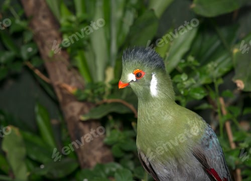 Preview: touraco