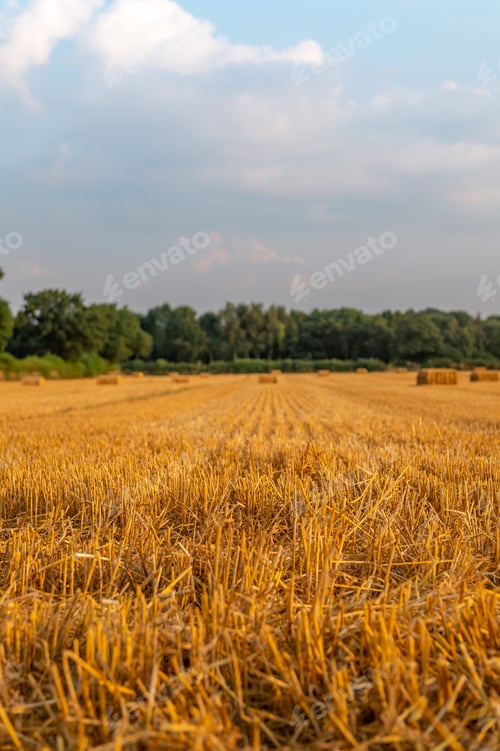 Preview: Golden wheat fields