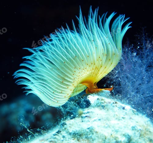 Preview: Amazing underwater world, Underwater world scene.