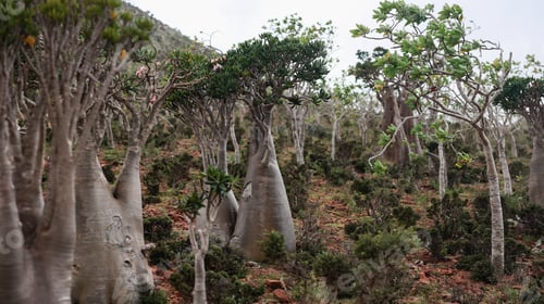 Preview: Unique flora of Socotra showcases diverse plant life in a striking landscape during daylight