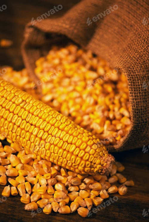 Preview: Harvested corn maize cob and grains