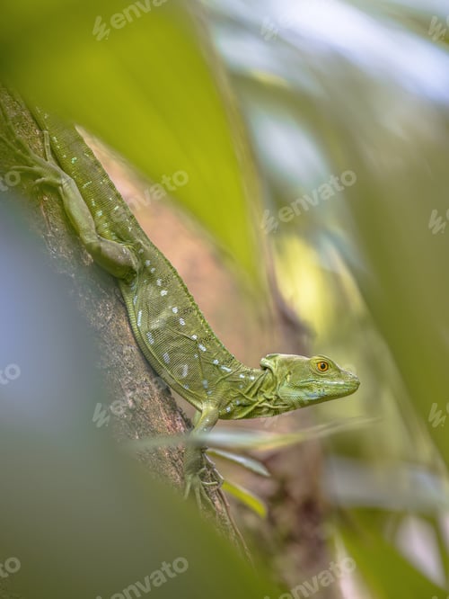 Preview: Plumed basilisk Jesus Christ lizard