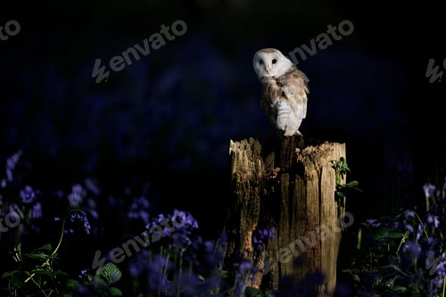 Preview: Barn owl perched on stump in the dark forest with blue Common Bluebell flowers