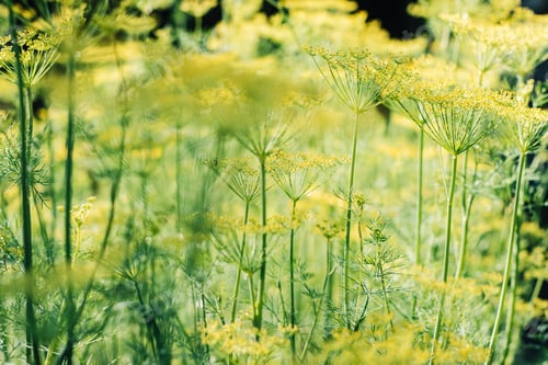Preview: Dill umbrella backround close up. Fragrant dill growing in garden.