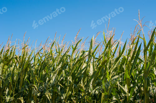 Preview: Tall stems of Green corn plants against blue sky